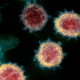 An electronic microscope shot of the SARS-CoV-2 novel coronavirus.